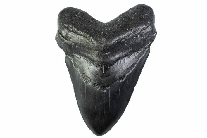 Fossil Megalodon Tooth - South Carolina #374100